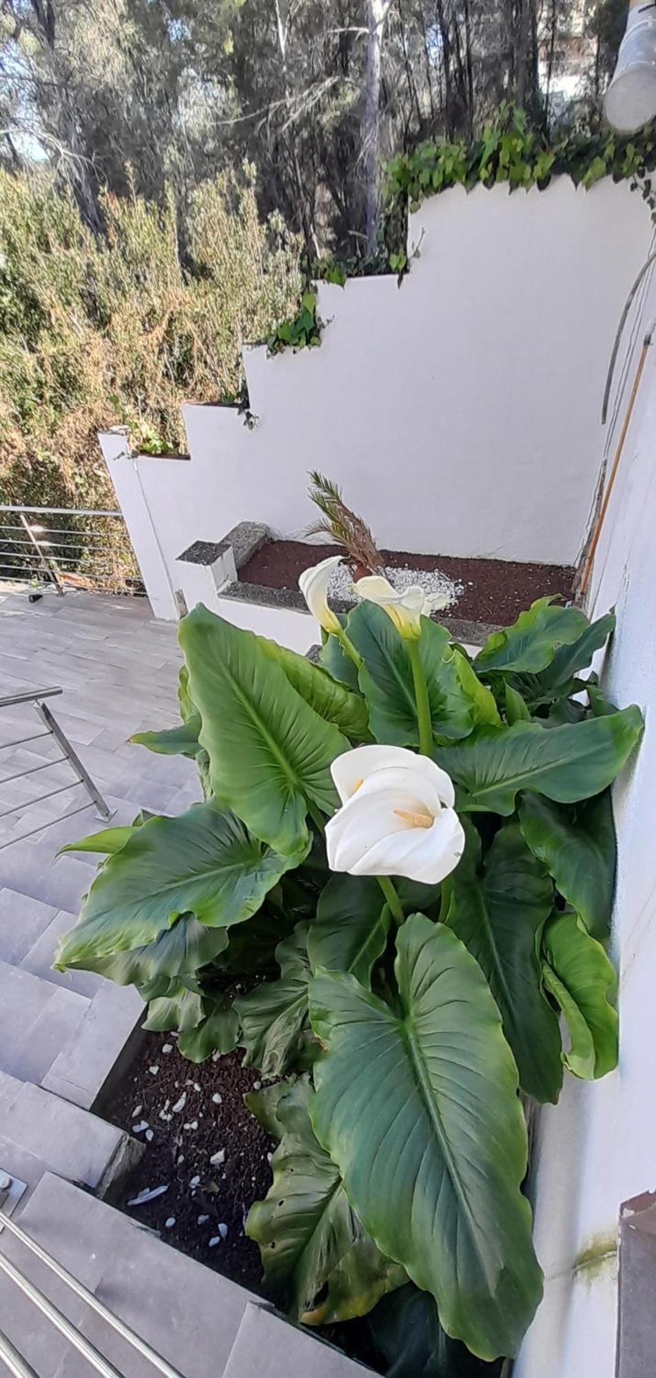 Villa Avril Piscina Privada Y Amplias Terrazas Olivella Eksteriør bilde